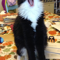 Tuxedo (Smokin) Kedi, Kedi  Çilek fotoğrafı