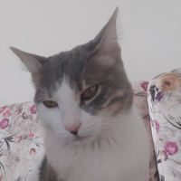 Tekir Kedi, Kedi  Azman fotoğrafı
