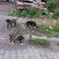 Kars Çoban Köpeği, Köpek  Dostlar fotoğrafı