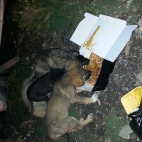Kars Çoban Köpeği, Köpek  Dostlar fotoğrafı