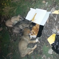 Kars Çoban Köpeği, Köpek  Dostlar fotoğrafı