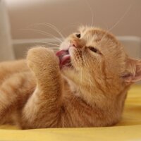 British Shorthair, Kedi  Turta fotoğrafı