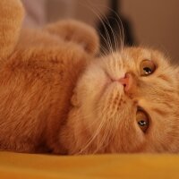 British Shorthair, Kedi  Turta fotoğrafı