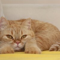 British Shorthair, Kedi  Turta fotoğrafı