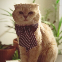 Scottish Fold, Kedi  Ceku fotoğrafı