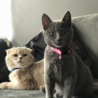 Scottish Fold, Kedi  Ceku fotoğrafı