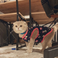 Scottish Fold, Kedi  Ceku fotoğrafı