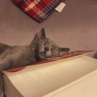 Scottish Fold, Kedi  Ceku fotoğrafı