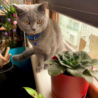 Scottish Fold, Kedi  Ceku fotoğrafı