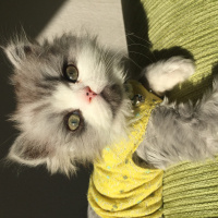 Chinchilla, Kedi  Ricky & Alvin fotoğrafı