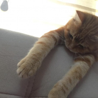 Sarman, Kedi  DOBİT fotoğrafı