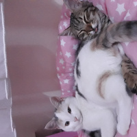 Tekir Kedi, Kedi  Pufi fotoğrafı