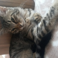 Tekir Kedi, Kedi  Pufi fotoğrafı