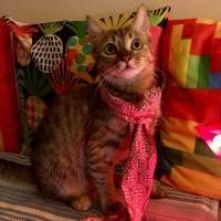 Tekir Kedi, Kedi  Mişa fotoğrafı