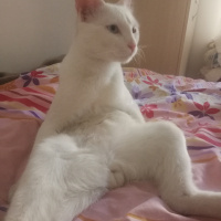 Van Kedisi, Kedi  Wandam fotoğrafı