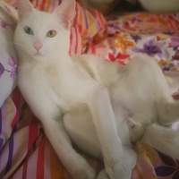 Van Kedisi, Kedi  Wandam fotoğrafı