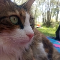 Norwegian Forest, Kedi  Yeşim fotoğrafı