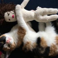 Tekir Kedi, Kedi  Komik Elizabeth fotoğrafı