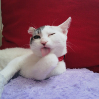 Tekir Kedi, Kedi  İncir fotoğrafı