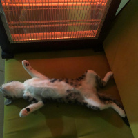 Tekir Kedi, Kedi  Mecnun fotoğrafı