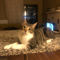 Tekir Kedi, Kedi  Mecnun fotoğrafı