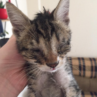 Tekir Kedi, Kedi  Mecnun fotoğrafı