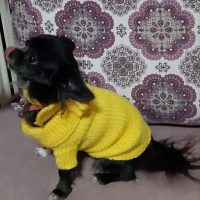 Chihuahua, Köpek  Carmen house gina fotoğrafı
