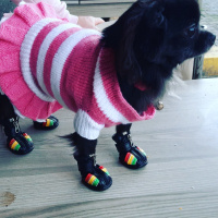 Chihuahua, Köpek  Carmen house gina fotoğrafı