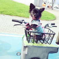 Chihuahua, Köpek  Carmen house gina fotoğrafı
