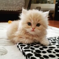 İran Kedisi (Persian), Kedi  Kaju&hektor fotoğrafı