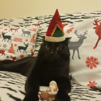 Scottish Fold, Kedi  Oscar fotoğrafı
