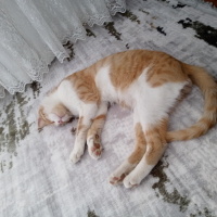 Sarman, Kedi  Oskar fotoğrafı