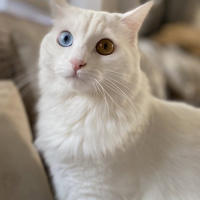 Van Kedisi, Kedi  Eliza fotoğrafı