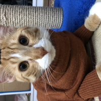 Sarman, Kedi  Tarçın fotoğrafı