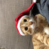 Sarman, Kedi  Tarçın fotoğrafı