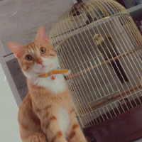 Sarman, Kedi  Tarçın fotoğrafı
