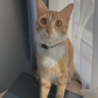 Sarman, Kedi  Tarçın fotoğrafı