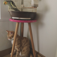 Sarman, Kedi  Tarçın fotoğrafı