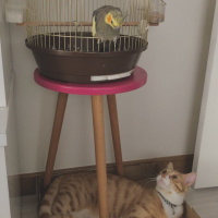 Sarman, Kedi  Tarçın fotoğrafı