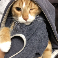 Sarman, Kedi  Tarçın fotoğrafı