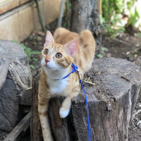 Sarman, Kedi  Tarçın fotoğrafı
