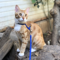 Sarman, Kedi  Tarçın fotoğrafı