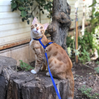 Sarman, Kedi  Tarçın fotoğrafı