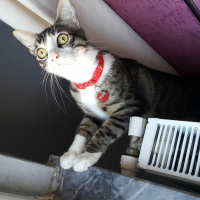 Tekir Kedi, Kedi  Dobby fotoğrafı