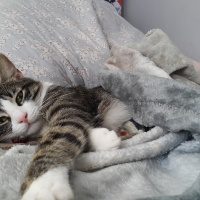 Tekir Kedi, Kedi  Dobby fotoğrafı