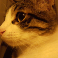 Tekir Kedi, Kedi  Dobby fotoğrafı