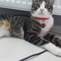 Tekir Kedi, Kedi  Dobby fotoğrafı