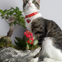 Tekir Kedi, Kedi  Dobby fotoğrafı