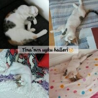 Tekir Kedi, Kedi  Tina♥ fotoğrafı