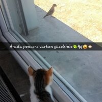 Tekir Kedi, Kedi  Tina♥ fotoğrafı